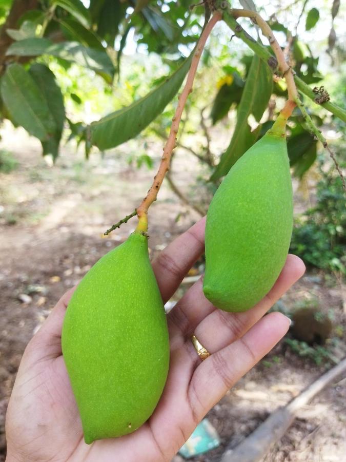 Revadanda Pratik Mango Farm House 빌라 외부 사진